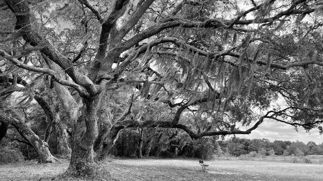 The South That Never Fell